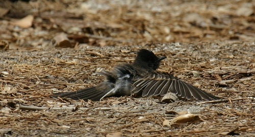 iNaturalist observation photo of Black Phoebe