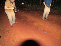Caecilia tentaculata