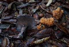 Hydnellum fuscoindicum