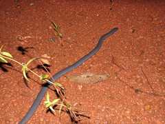 Caecilia tentaculata