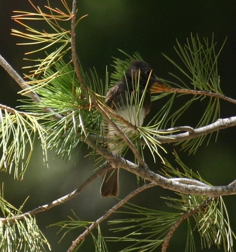 iNaturalist observation photo of Black Phoebe