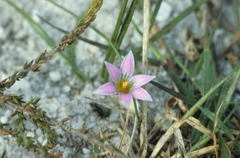 Romulea rosea australis
