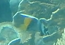 Heniochus singularius
