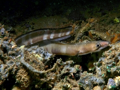 Conger cinereus