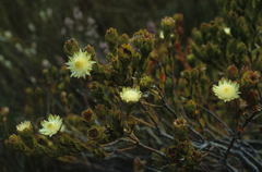 Diastella thymelaeoides