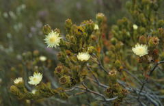 Diastella thymelaeoides