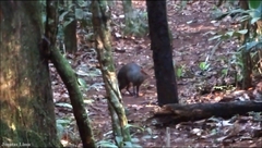 Dasyprocta fuliginosa