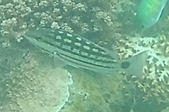 Lutjanus decussatus