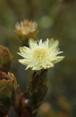 Diastella thymelaeoides