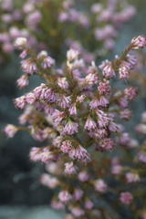 Erica labialis