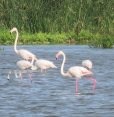 Phoenicopterus roseus