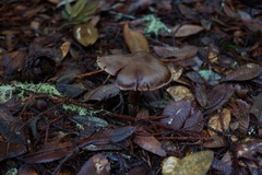 Cortinarius cisqhale
