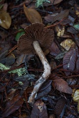 Cortinarius cisqhale