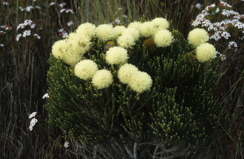 Brunia fragarioides (Brunia fragarioides)