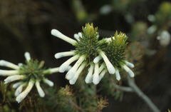 Erica thomae thomae