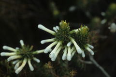 Erica thomae thomae