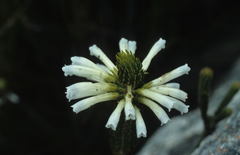 Erica thomae thomae