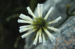 Erica thomae thomae