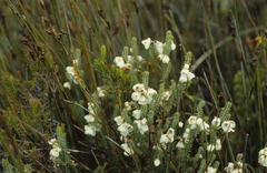 Erica corydalis