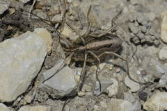 Odiellus troguloides