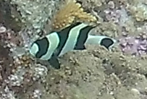 Black tail humbug (Dascyllus melanurus) — Pomacentridae — 5