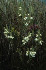 Erica corydalis