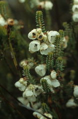Erica corydalis