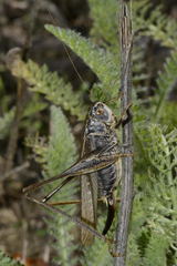 Platycleis affinis