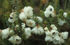 Erica corydalis