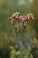 Erica cunoniensis