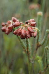 Erica cunoniensis