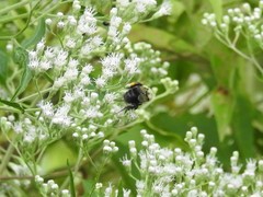 Bombus impatiens