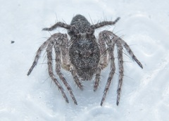 Hamataliwa grisea