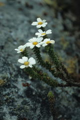 Osmitopsis parvifolia