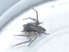 Hamataliwa grisea