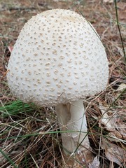 Amanita chrysoblema
