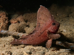 Ablabys macracanthus