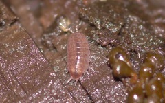Trichoniscus pusillus