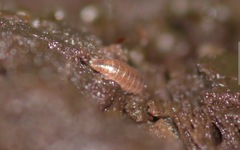 Trichoniscus pusillus