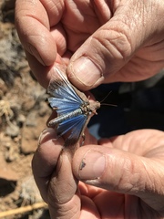 Trimerotropis cyaneipennis