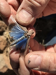 Trimerotropis cyaneipennis