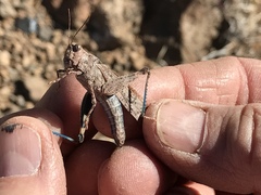 Trimerotropis cyaneipennis