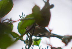 Mecocerculus stictopterus