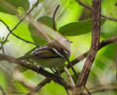 Mecocerculus stictopterus