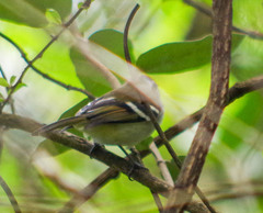 Mecocerculus stictopterus