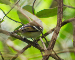 Mecocerculus stictopterus