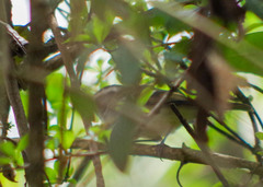 Mecocerculus stictopterus