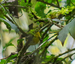 Thlypopsis superciliaris