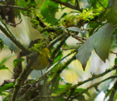 Thlypopsis superciliaris