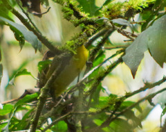 Thlypopsis superciliaris